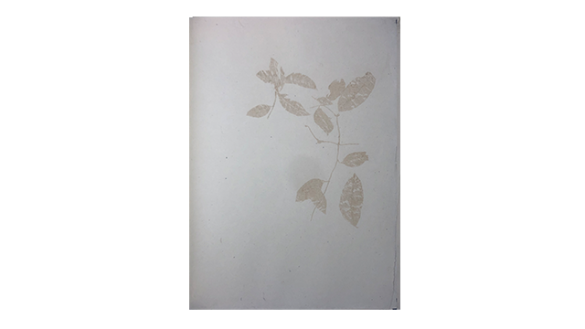 Bowen, Sian: Sensing and Presencing After Hortus Malabaricus