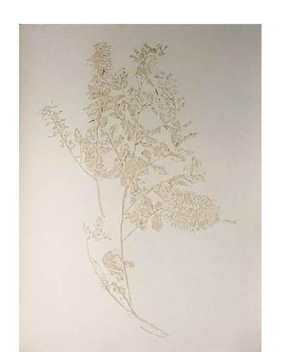 Bowen, Sian; Sensing and Presencing After Hortus Malabaricus. Set 1 o. 2 o. 5 (2021)