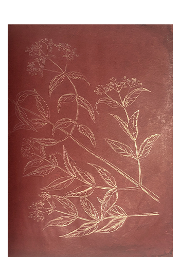 Bowen, Sian; Sensing and Presencing After Hortus Malabaricus, Set 4 (2021)