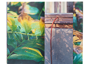 Mahn, Jule Claudia; Schimmer / Shimmer (2018)