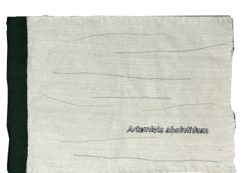 Dimova, Katya; Artemisia absinthum (2026)