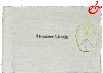 Dimova, Katya; Oenothera biennis (2026)